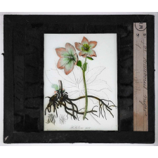 Les Plantes vénéneuses. Helleborus niger.