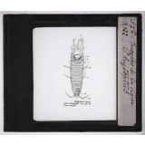 Les Insectes parasites de la vigne. Phytoptus.