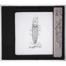 Les Insectes parasites de la vigne. Phytoptus.