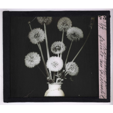 L'Art à l'école, décoration par les fleurs d'été. Bouquet des fruits du pissenlit.