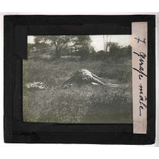 Chasse au grand gibier africain du Mozambique. Girafe mâle.