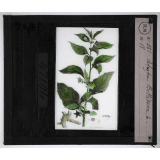 Les Plantes vénéneuses. Atropa belladona.