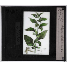 Les Plantes vénéneuses. Atropa belladona.