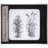 Les Plantes de grande culture. Sorgho sucré et Sorgho à balais.