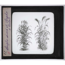 Les Plantes de grande culture. Sorgho sucré et Sorgho à balais.
