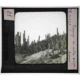 Cultures diverses. Paysage de cactus cierges. Mexique.