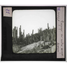 Cultures diverses. Paysage de cactus cierges. Mexique.