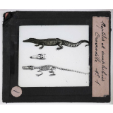 Reptiles et amphibiens. Crocodile.