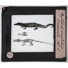 Reptiles et amphibiens. Crocodile.
