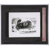 La Culture des eaux. Crabe tourteau.
