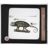 Reptiles et amphibiens. Caméléon.