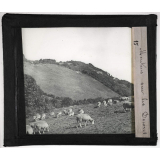 Angleterre : Sol, agriculture, pêche. Moutons sur les Downs.