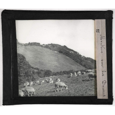 Angleterre : Sol, agriculture, pêche. Moutons sur les Downs.