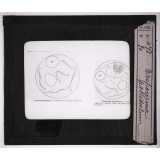 Les Animaux parasites de l'homme. Treponema pallidulum.