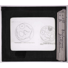Les Animaux parasites de l'homme. Treponema pallidulum.