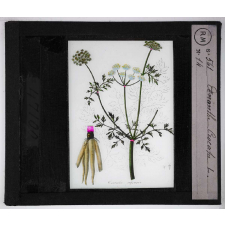 Les Plantes vénéneuses. Oenanthe crocata.
