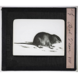 Les Rongeurs. Rat d'eau.