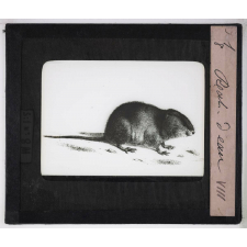 Les Rongeurs. Rat d'eau.
