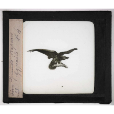 Les Oiseaux (grands rapaces). Gypaète.