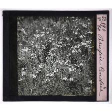 L'Art à l'école, décoration par les fleurs d'été. Bruyère cendrée.