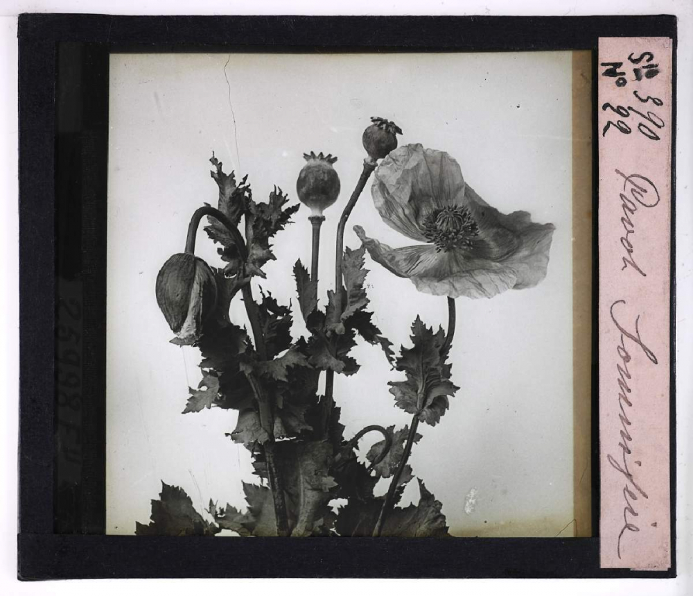 L'Art à l'école, décoration par les fleurs d'été. Pavot somnifère.