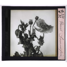 L'Art à l'école, décoration par les fleurs d'été. Pavot somnifère.