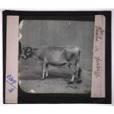 Races de bœufs, porcs, moutons. Vache de Jersey.