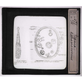 Les Animaux parasites de l'homme. Taenia echinococcus.