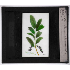 Les Plantes vénéneuses. Prunus laurocerasus.