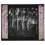 La Forêt. Notions élémentaires de sylviculture. Pins sylvestres et sous étage complet de chênes et hêtres. Forêt de Tronçais (Allier).