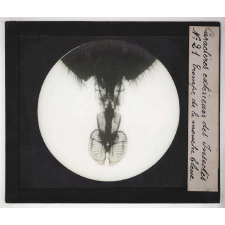 Caractères extérieurs des insectes. Trompe de la mouche bleue.