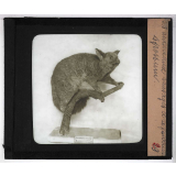 Les Animaux sauvages et la fourrure. Opossum.