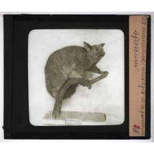 Les Animaux sauvages et la fourrure. Opossum.
