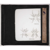 Le Tabac. Cheyletus rufus, Cheyletus eruditus.