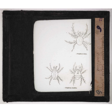 Le Tabac. Cheyletus rufus, Cheyletus eruditus.