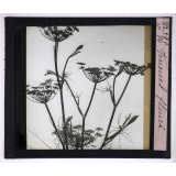 L'Art à l'école, décoration par les fleurs d'été. Fenouil fleuri.