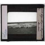 La République argentine. Moutons.