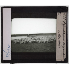 La République argentine. Moutons.