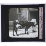 La Tuberculose bovine et les moyens de la combattre. Aspect d'une vache tuberculeuse.