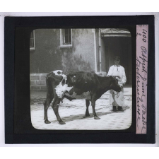 La Tuberculose bovine et les moyens de la combattre. Aspect d'une vache tuberculeuse.