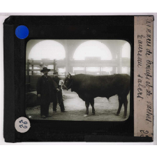Les Races bovines. Taureau Salers.