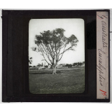 Australie. Série I. Géographie physique et indigènes. Eucalyptus.