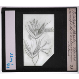 Biologie florale. Fleurs anémophiles d'arrhenatherum elatius.