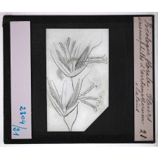 Biologie florale. Fleurs anémophiles d'arrhenatherum elatius.