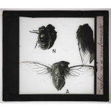 Métamorphoses des insectes. Métamorphose de la cigale.