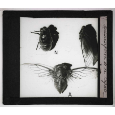 Métamorphoses des insectes. Métamorphose de la cigale.