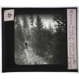 Forêts de France. Feuillus et résineux. Fourrés et jeunes gaulis de mélèzes. Forêt de Crésaux (Hautes-Alpes).