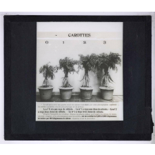 Nitrate de soude. Carottes.