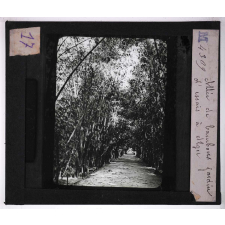 Culture des plantes. Allée de bambous. Jardin d'essais à Alger.