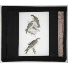 Les Oiseaux (grands rapaces). Épervier et buse cendrée.